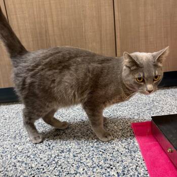 Domestic Short Hair Cats Available for Adoption in Great Falls, Montana - Oscar | PetCurious
