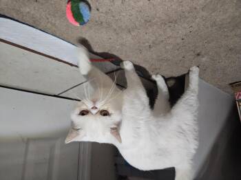 Rescue Exotic Shorthair Cats for Adoption in Belle Isle, Florida - Olly | PetCurious