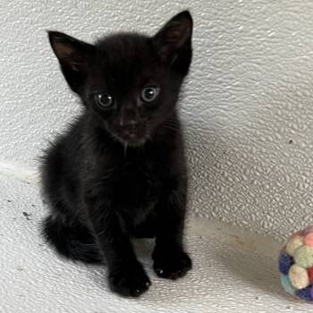 Rescue Domestic Short Hair Cats for Adoption in Volcano, Hawaii - Ichabod | PetCurious