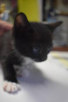 Mister -  Domestic Short Hair Cat for Adoption in Pahrump, Nevada - Mister | PetCurious