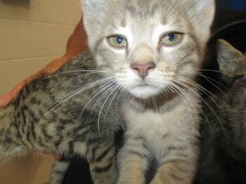 ELLIE FRISK -  Domestic Short Hair Cat for Adoption in Ocala, Florida - ELLIE FRISK | PetCurious
