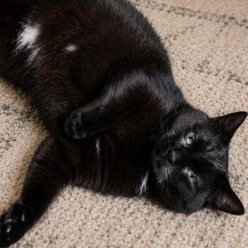 Edgar -  Domestic Short Hair Cat for Adoption in Cumming, Georgia - Edgar | PetCurious