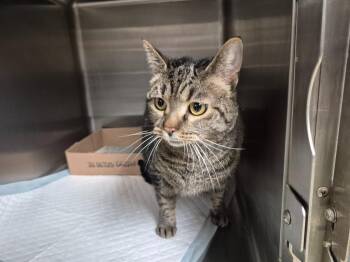 Domestic Short Hair Cats Available for Adoption - Gracie | PetCurious