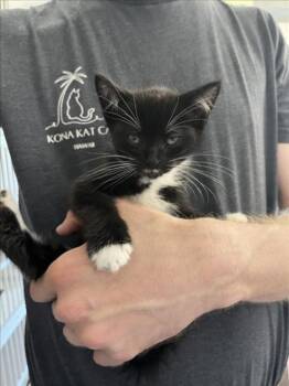 Domestic Short Hair Cats Available for Adoption in Woodland, California - *JAZZ | PetCurious