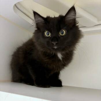 Domestic Long Hair Cats Available for Adoption - Katara | PetCurious