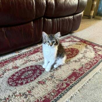 Echo -  Domestic Medium Hair Cat for Adoption in Abbotsford, British Columbia - Echo | PetCurious