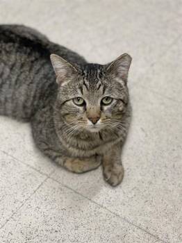 Domestic Medium Hair Cats Available for Adoption - TIPS | PetCurious