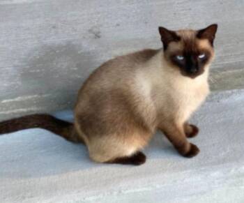 Mr. Elizabeth Taylor -  Siamese Cat for Adoption in El Dorado, Arkansas - Mr. Elizabeth Taylor | PetCurious