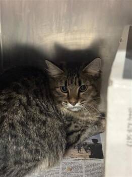 Rescue Domestic Medium Hair and Domestic Short Hair Cats for Adoption in Largo, Florida - Karmen | PetCurious