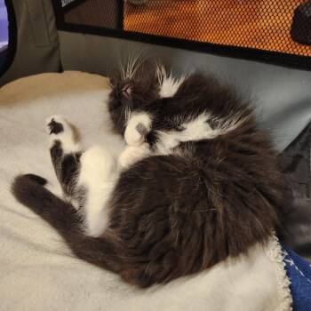 Siri -  Domestic Long Hair Cat for Adoption in Columbus, Georgia - Siri | PetCurious