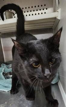 JASMINE -  Domestic Short Hair Cat for Adoption in St. Peters, Missouri - JASMINE | PetCurious