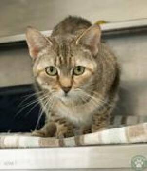 Pepper -  Domestic Short Hair Cat Available for Adoption in Potsdam, New York - Pepper | PetCurious