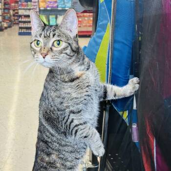 Archie -  Domestic Short Hair Cat for Adoption in Sandy Springs, Georgia - Archie | PetCurious