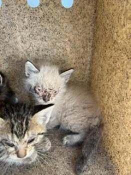 A377495 -  Domestic Medium Hair Cat for Adoption in Stockton, California - A377495 | PetCurious