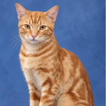 Tupac -  Domestic Short Hair Cat for Adoption in The Woodlands, Texas - Tupac | PetCurious