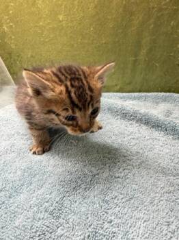 A1905037 -  Domestic Short Hair Cat for Adoption in Riverside, California - A1905037 | PetCurious