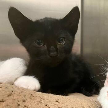 Mora -  Domestic Short Hair Cat for Adoption in Los Angeles, California - Mora | PetCurious