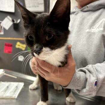 Domestic Medium Hair Cats Available for Adoption in Newport, North Carolina - Mary Lou | PetCurious