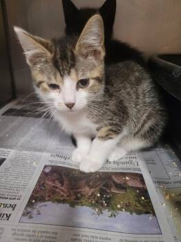 Domestic Short Hair Cats Available for Adoption in Angola, Indiana - Dewdrop | PetCurious
