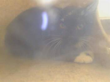 A923460 -  Domestic Short Hair Cat for Adoption in Sacramento, California - A923460 | PetCurious
