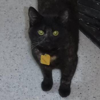 Tortoiseshell Cats Available for Adoption - Mabel - Quiet And Affectionate | PetCurious