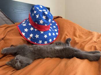Beyonce -  Domestic Medium Hair and Russian Blue Cat for Adoption in Frisco, Texas - Beyonce | PetCurious