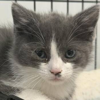 Stinker -  Domestic Medium Hair Cat for Adoption in Las Vegas, Nevada - Stinker | PetCurious
