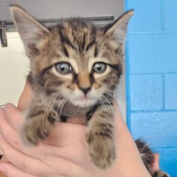Domestic Short Hair Cats Available for Adoption in Montgomery, Alabama - Pickle | PetCurious