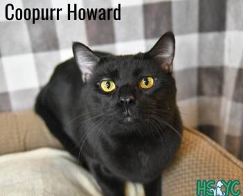 Domestic Short Hair Cats Available for Adoption in Fort Mill, South Carolina - Coopurr Howard | PetCurious
