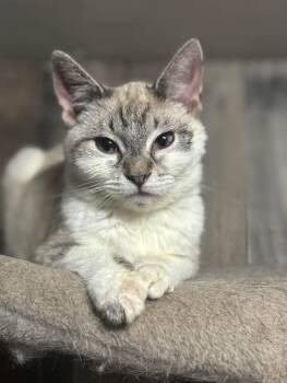 Siamese Cats Available for Adoption in Napa, California - Yarrow ( BC) | PetCurious