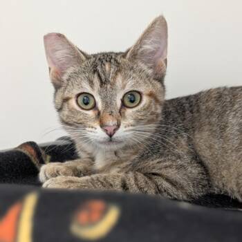 Tevin Campbell -  Domestic Short Hair Cat for Adoption in Seattle, Washington - Tevin Campbell | PetCurious