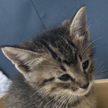 Toad -  Domestic Short Hair Cat for Adoption in Crookston, Minnesota - Toad | PetCurious