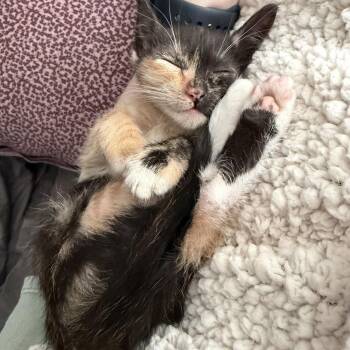 Cassidy -  Domestic Short Hair Cat for Adoption in Candler, North Carolina - Cassidy | PetCurious