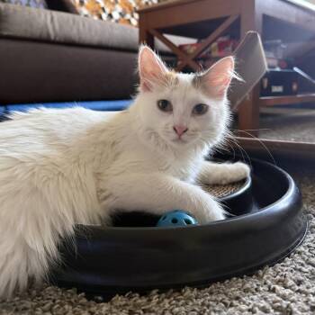 Domestic Short Hair Cats Available for Adoption in Dekalb, Illinois - Lila West | PetCurious