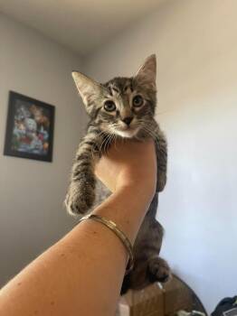 Flippy -  Domestic Short Hair Cat for Adoption in Millcreek, Utah - Flippy | PetCurious