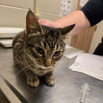 Domestic Short Hair Cats Available for Adoption - Cinderella | PetCurious