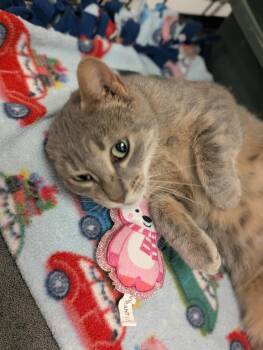 Tigger -  Domestic Short Hair Cat for Adoption in St. Cloud, Minnesota - Tigger | PetCurious