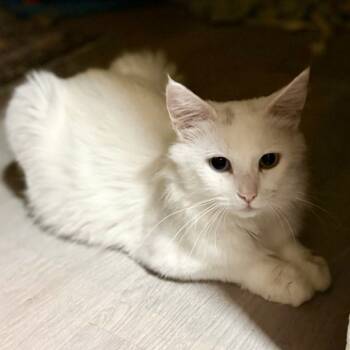 Rescue Domestic Long Hair Cats for Adoption in Slippery Rock, Pennsylvania - Duchess | PetCurious