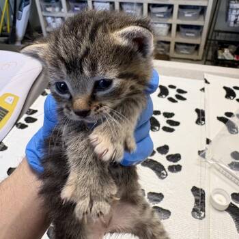 Peach Cobbler -  Domestic Short Hair Cat for Adoption in Mt. Juliet, Tennessee - Peach Cobbler | PetCurious