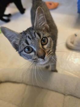Rescue Domestic Short Hair and Tabby Cats for Adoption in Dallas, Texas - Tiger Lily | PetCurious