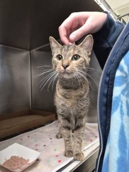 Rescue Domestic Short Hair Cats for Adoption in Morristown, New Jersey - Mia | PetCurious