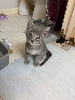 Kingsford -  Domestic Short Hair Cat for Adoption in The Woodlands, Texas - Kingsford | PetCurious