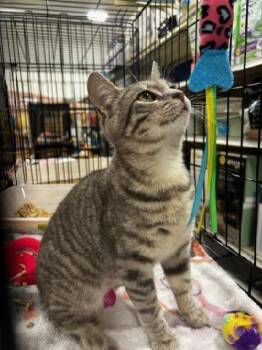 Tabby Cats Available for Adoption - Jocelyn | PetCurious