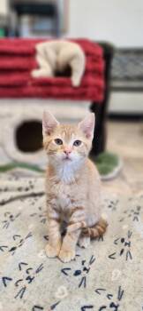 Tabby Cats Available for Adoption - Kitten 27600 (Ranger) | PetCurious