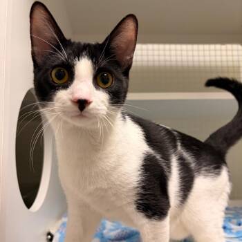 Garage -  Domestic Short Hair Cat for Adoption in San Antonio, Texas - Garage | PetCurious