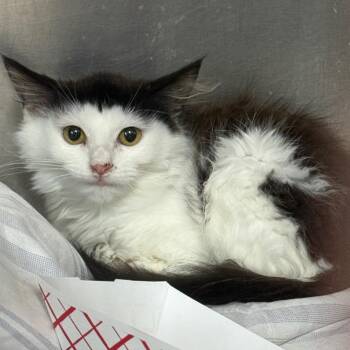 Cantaloupe -  Domestic Short Hair Cat for Adoption in Troy, Virginia - Cantaloupe | PetCurious