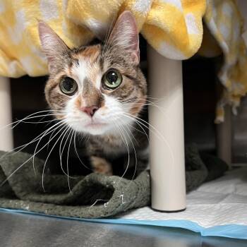 Adira -  Domestic Short Hair Cat for Adoption in Salt Lake City, Utah - Adira | PetCurious