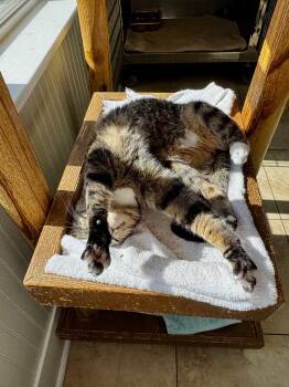 Domestic Short Hair Cats Available for Adoption - Harris | PetCurious