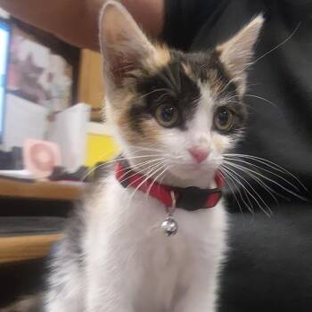 Domestic Short Hair Cats Available for Adoption in Evensville, Tennessee - Jellybean | PetCurious