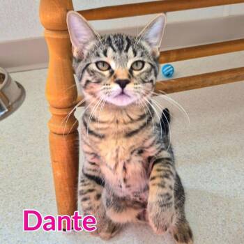 Dante -  Domestic Short Hair Cat for Adoption in North Saint Paul, Minnesota - Dante | PetCurious
